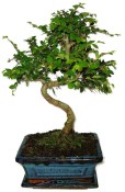 Zelkova 740 - pokojové bonsaje 