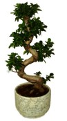 Ficus ginseng 452