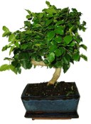 Ligustrum chinensis ptačí zob 741