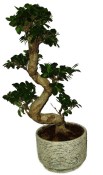 Ficus ginseng 452