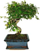 Zelkova 742 - pokojové bonsaje 