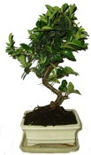 Pyracantha 650 - venkovní bonsaje