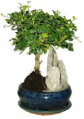 Pokojová bonsaj Carmona microphylla - čaj fuki 720