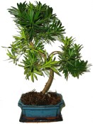 Podocarpus - Kamenný tis 451