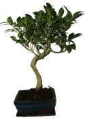 Ficus retusa - fíkovník - bonsai 745