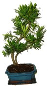 Podocarpus - Kamenný tis 157