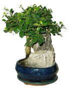 Pokojová bonsaj Carmona microphylla - čaj fuki 720