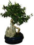 Pokojová bonsaj Carmona microphylla - čaj fuki 748