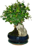 Pokojová bonsaj Carmona microphylla - čaj fuki 720