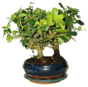 Pokojová bonsaj Carmona microphylla - čaj fuki 720