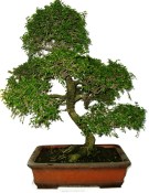 Zelkova 751 - pokojové bonsaje 