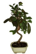 Malus - Třešňoplodá jabloň 751