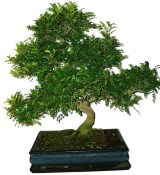 Caragona spinosa - čínský pepř 752 - bonsai