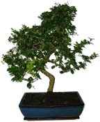 Pokojová bonsaj Carmona microphylla - čaj fuki 753