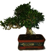 Ficus retusa - fíkovník - bonsai 754