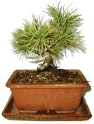 Pinus pentaphila 597 - venkovní bonsaje