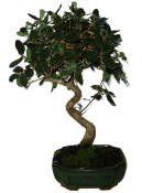 Quercus dub 756 - venkovní bonsaje