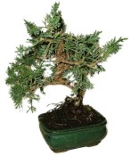 Juniperus - Jalovec 757 - venkovní bonsaje