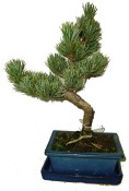 Pinus pentaphila 597 - venkovní bonsaje