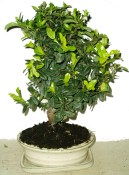 Pyracantha 672 - venkovní bonsaje