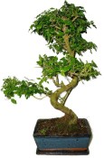 Ligustrum chinensis ptačí zob 704