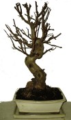 Malus - Třešňoplodá jabloň 929