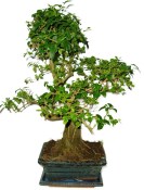 Ligustrum chinensis ptačí zob 704