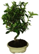 Pyracantha 761 - venkovní bonsaje