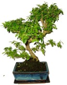 Ligustrum chinensis ptačí zob 704