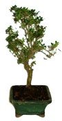 Ilex crenata 763 - venkovní bonsaje