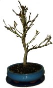 Acer palmatum - Javor dlanitolistý 681