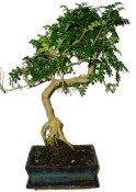 Caragona spinosa - čínský pepř 683 - bonsai