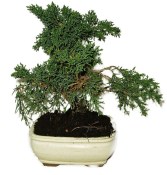 Juniperus - Jalovec 764 - venkovní bonsaje