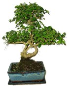 Ligustrum chinensis ptačí zob 704