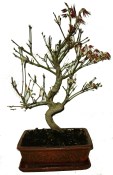 Acer palmatum - Javor dlanitolistý 681