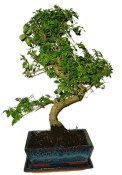 Ligustrum chinensis ptačí zob 704