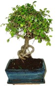 Zelkova 657 - pokojové bonsaje 