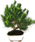 Bonsai Pinus halepensis 769
