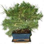Bonsai Pinus halepensis 714