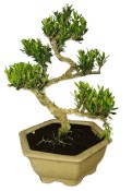 Buxus harlandi - korkový buxus -  770