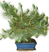 Bonsai Pinus halepensis 727
