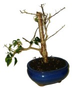 Bouganvillea 771 - pokojové bonsaje