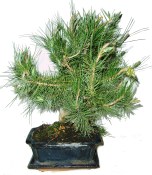 Bonsai Pinus halepensis 602