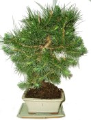 Bonsai Pinus halepensis 964