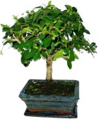 Pokojová bonsaj Carmona microphylla - čaj fuki 720