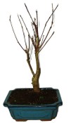 Acer palmatum - Javor dlanitolistý 773