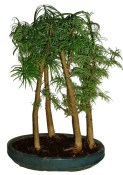 Pseudolarix 775