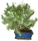 Bonsai Pinus halepensis 980