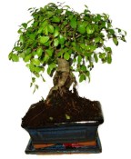 Pokojová bonsaj Carmona microphylla - čaj fuki 720