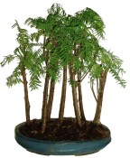Metasequoia - sekvoj 776 - venkovní bonsaje
